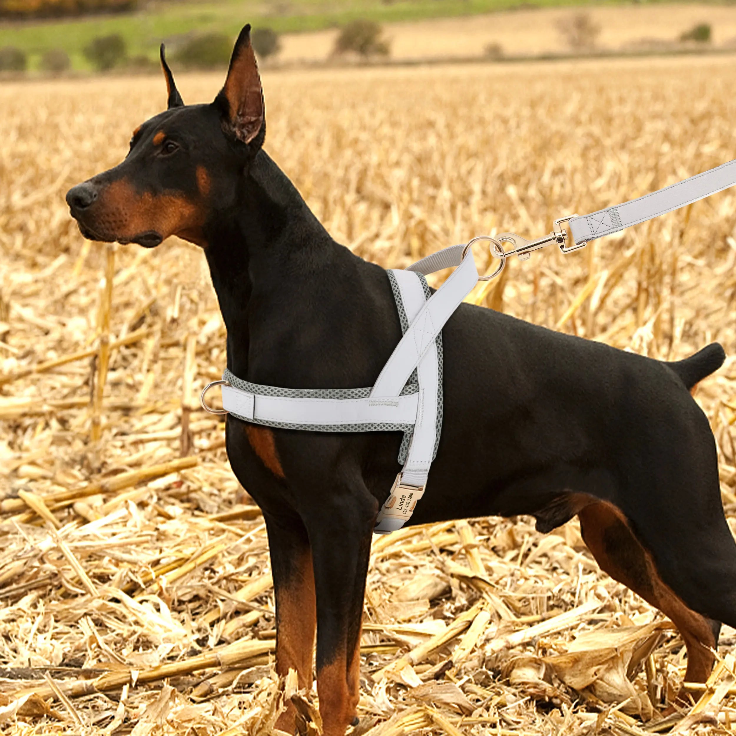 personalized no pull dog harness leash set for medium dogs in a wheat field, adjustable comfortable leather pet vest