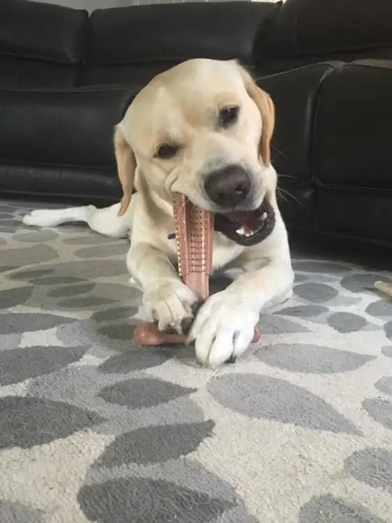 Dog using dog teeth cleaning chew toy for mild chewing, teething, and oral care on a carpet indoors