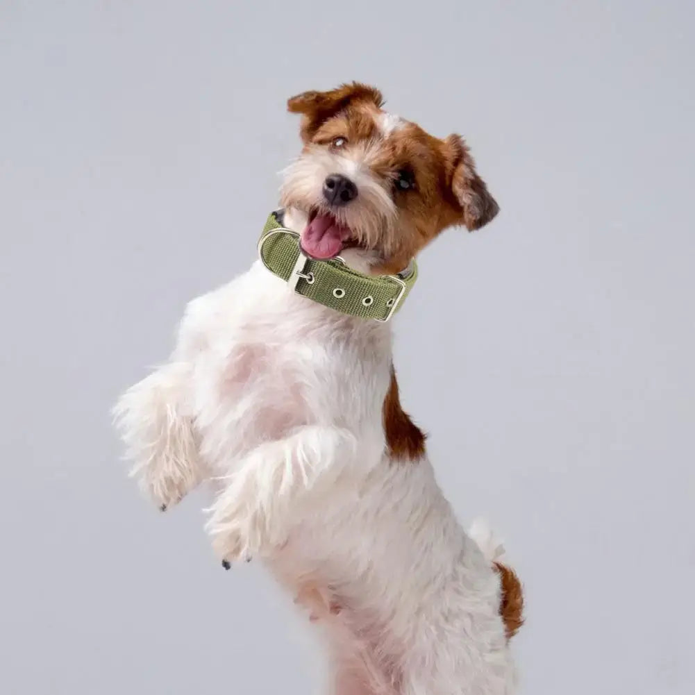 Jack Russell Terrier wearing adjustable nylon dog collar with traction ring, standing upright on gray background