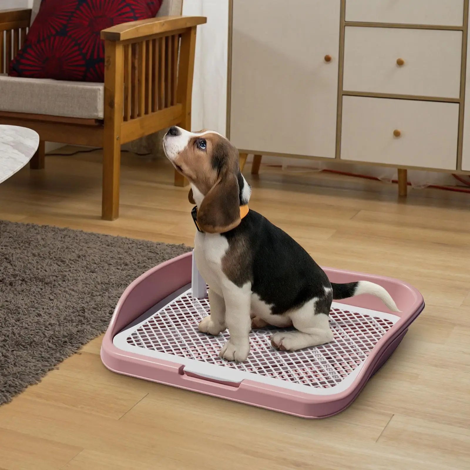 Beagle puppy sitting on indoor dog potty training tray in living room
