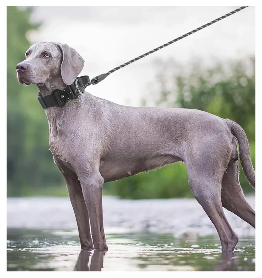 tactical dog collar for medium to large dogs durable padded black collar on gray dog for training and control