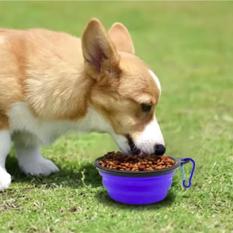 Corgi eating from collapsible pet travel bowl on grass, portable silicone pet food bowl for outdoor trips