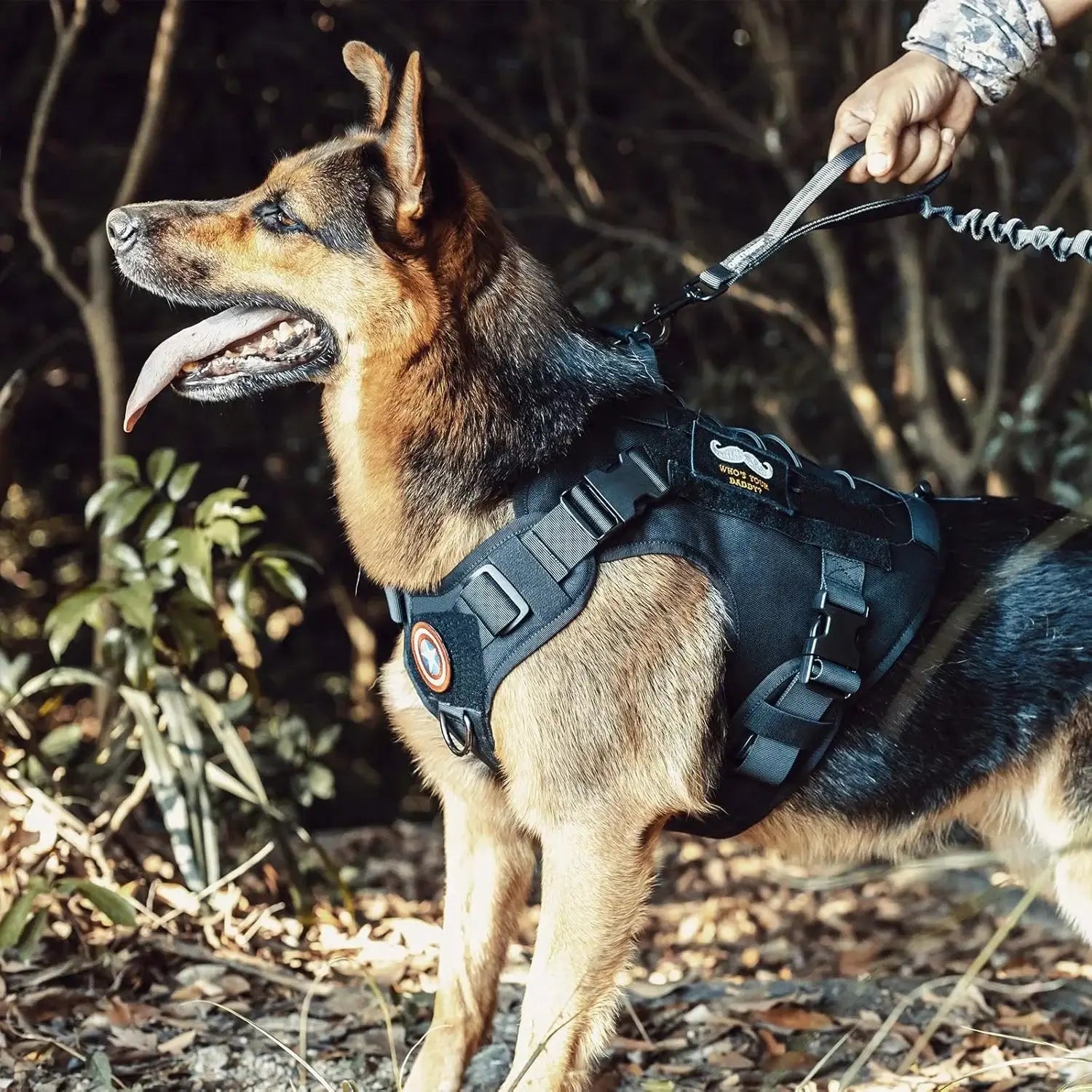 German shepherd wearing tactical dog harness with handle on leash outdoors for training and control