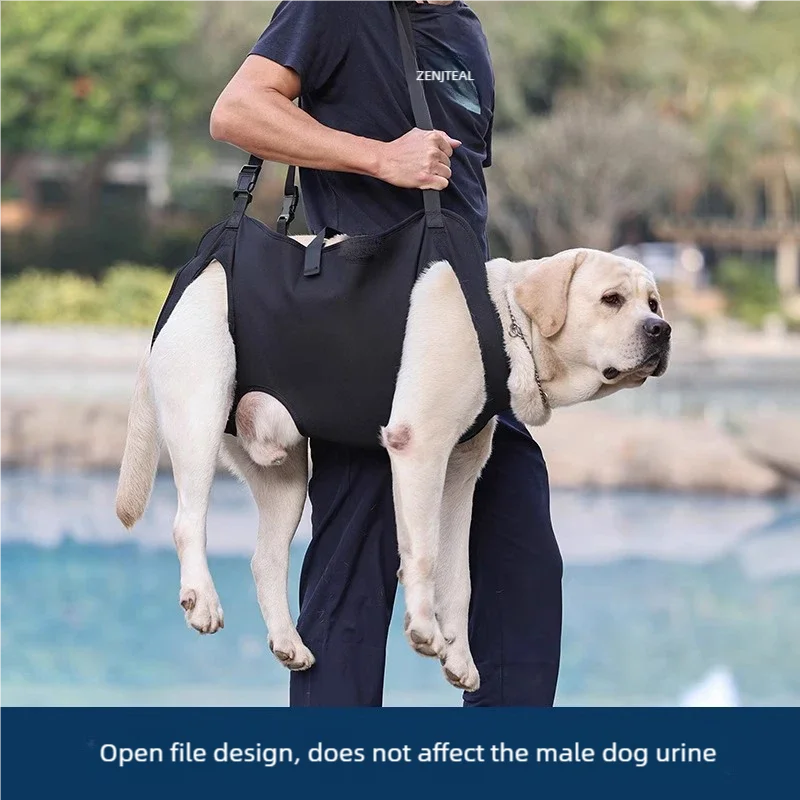 Large Labrador in black dog lift harness sling carried by person outdoors