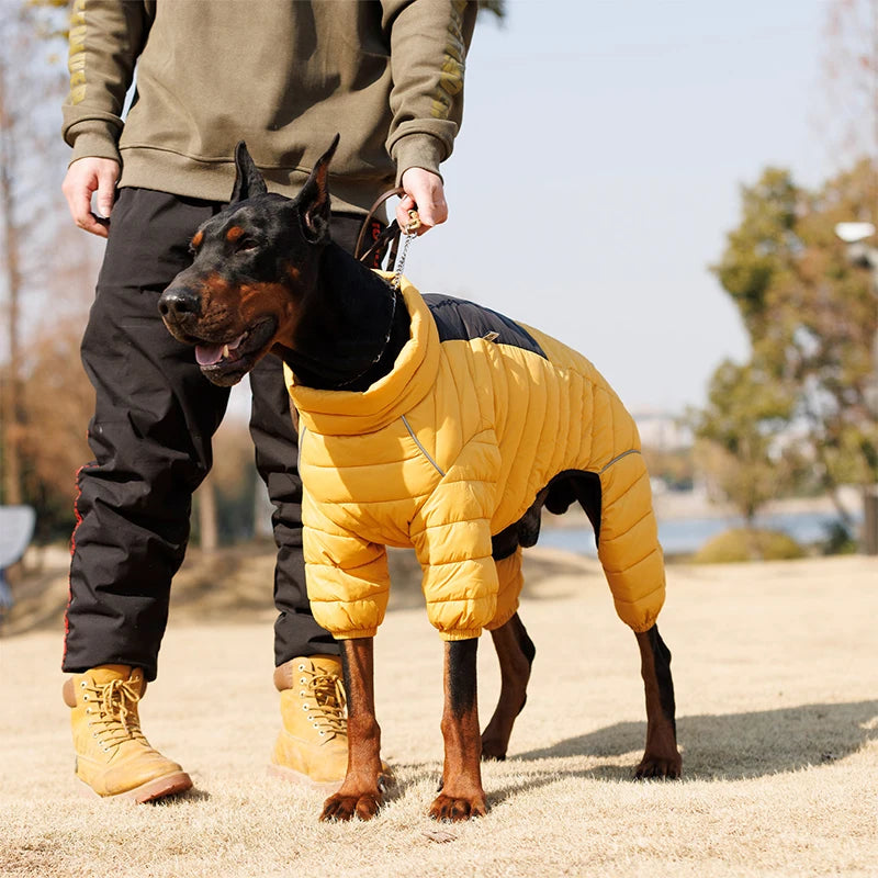 Large dog wearing a yellow puffer dog jacket outdoors on a walk with owner
