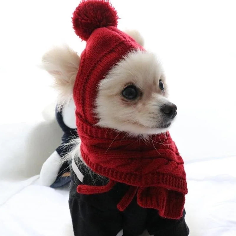 Small dog wearing red knit hat and scarf, winter pet apparel for dogs