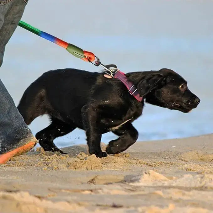 One-To-Two/One-To-One Dog Leash, Elastic Leash, Anti-Burst, Anti-Breakage, Pet Supplies, Dog Walking Leash, Suitable for Walking Dogs While Running, Double Hook Design and Two-In-One Training Leash, Suitable for Small, Medium