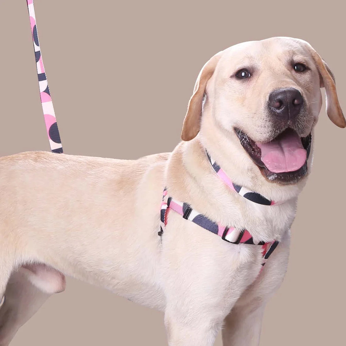S59ee2533b03b4131aca7da41748197eba - bestdoggylife.shop