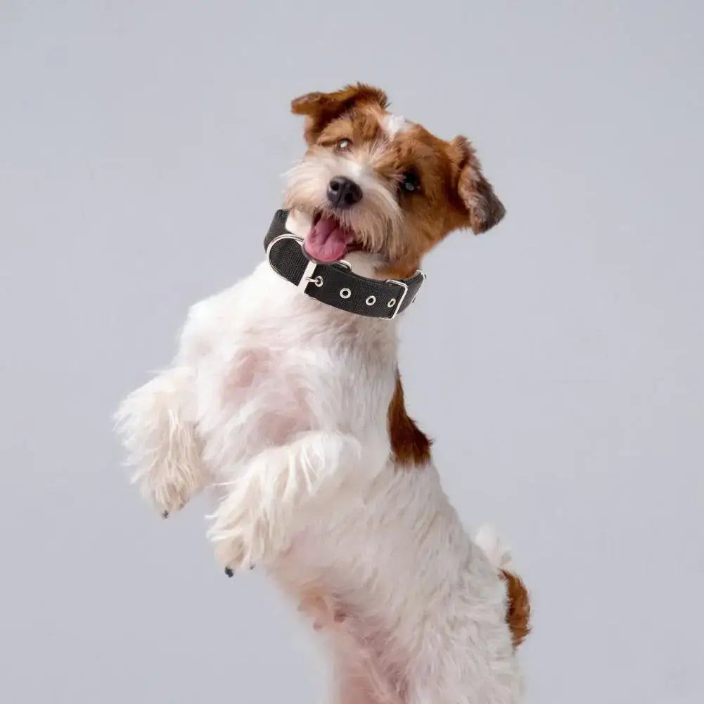 adjustable nylon dog collar on playful small terrier with black collar and metal ring, pet supplies