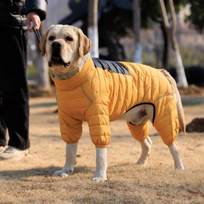 Labrador wearing a yellow insulated dog jacket in a park