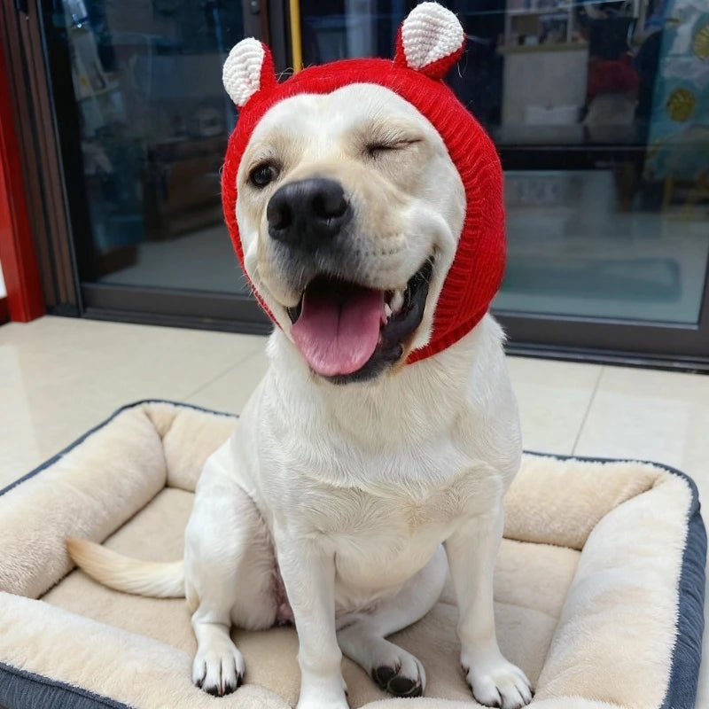 Happy dog in red knit hat with ears, winking while sitting on a plush dog bed indoors