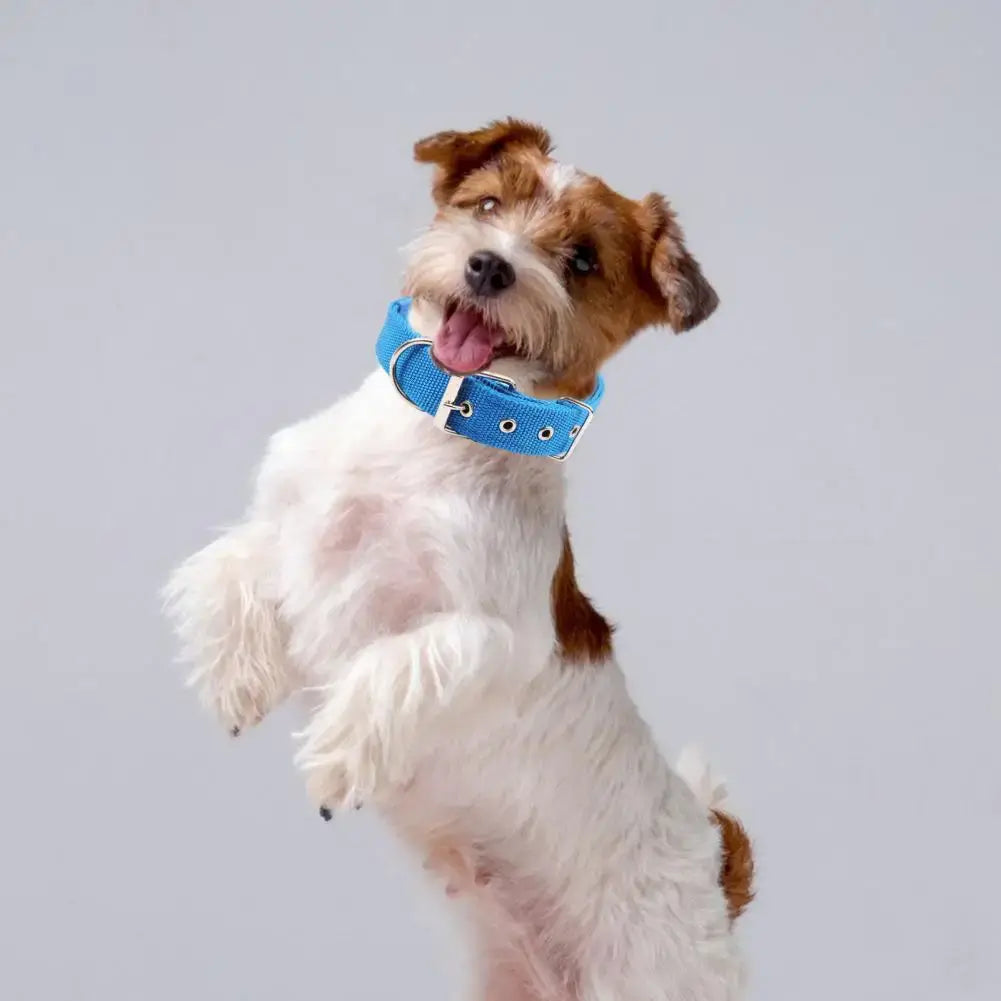 Small dog wearing adjustable nylon dog collar with blue buckle and traction ring, standing on hind legs