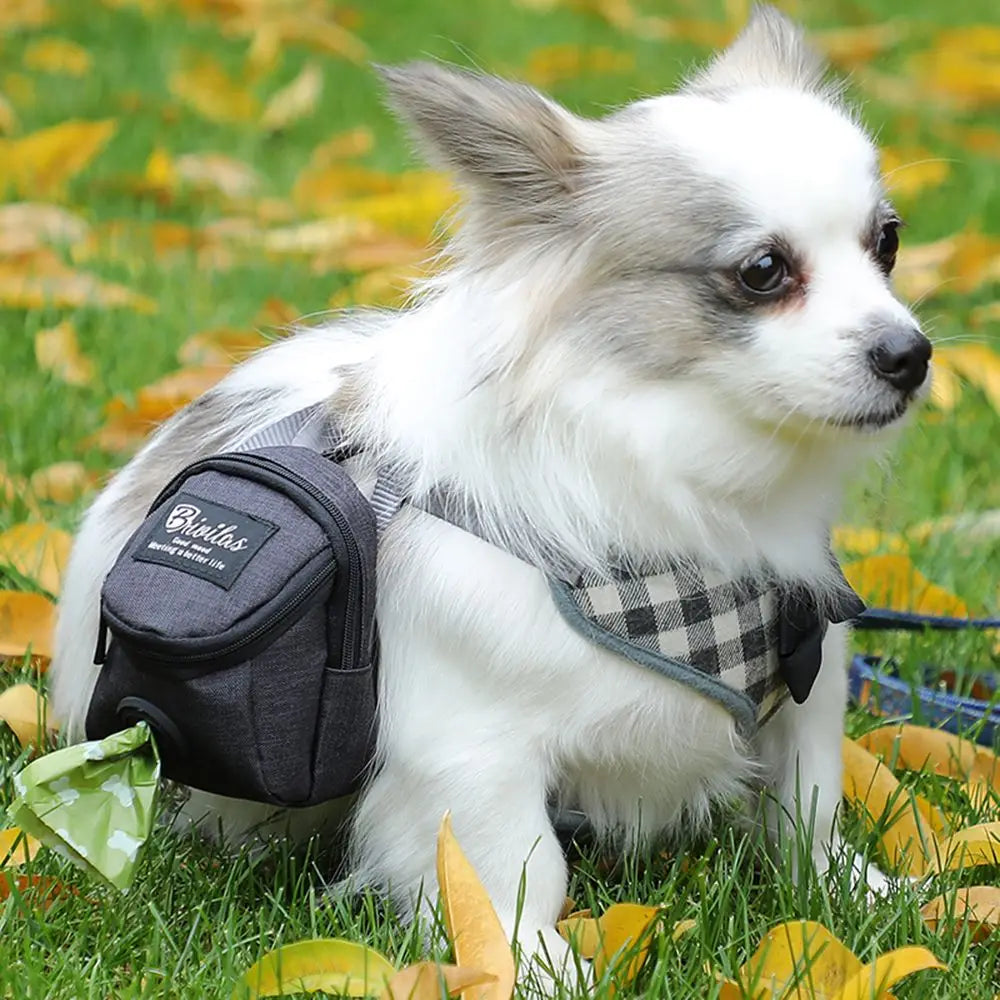 Small dog wearing plaid harness and outdoor dog backpack with waste bag, sitting on grass with autumn leaves