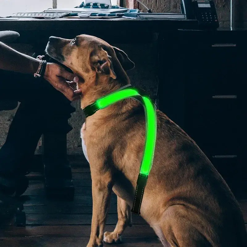 LED dog harness glowing green on a dog for nighttime safety and visibility