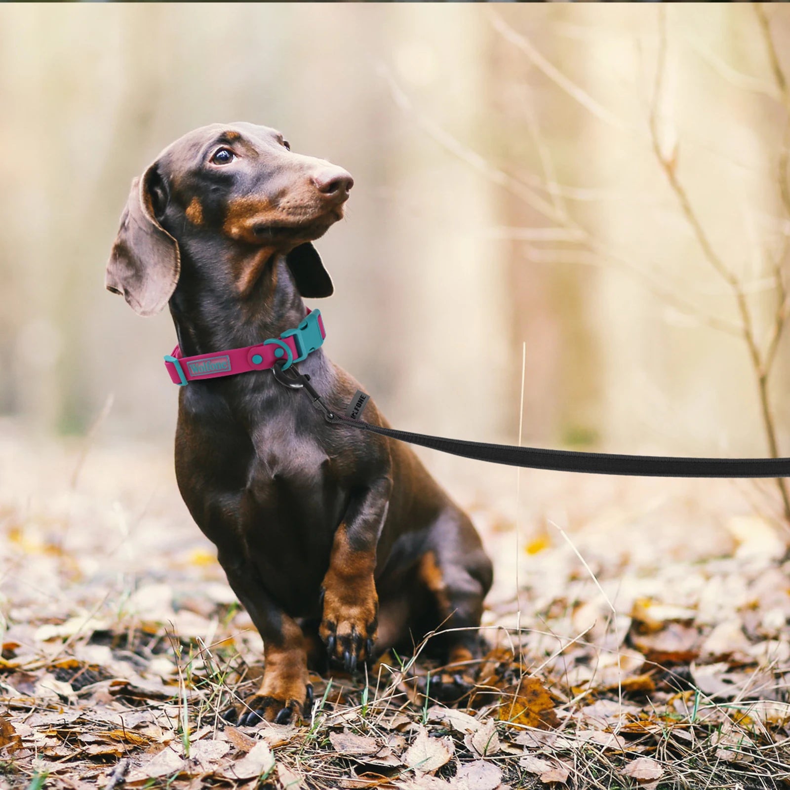 Dachshund on a leash outdoors using a long dog training leash for easy and convenient training in all seasons