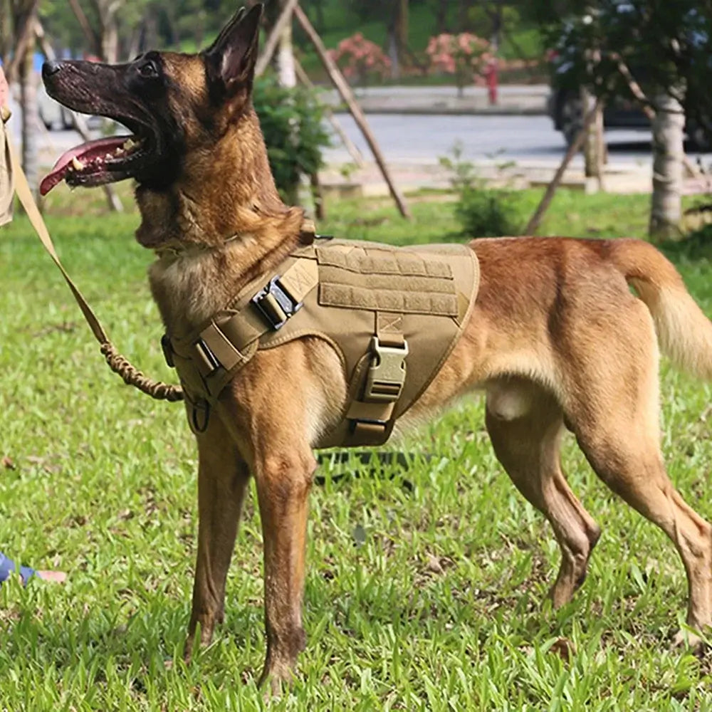 Military tactical dog harness on a Belgian Malinois training outdoors on grass, durable padded tactical vest for large dogs