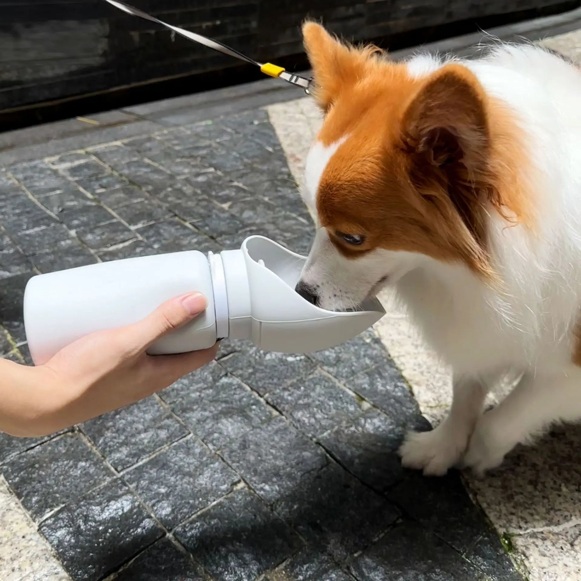 portable dog travel water cup for outdoor dog drinking, folding silicone pet water bottle for walks and travel