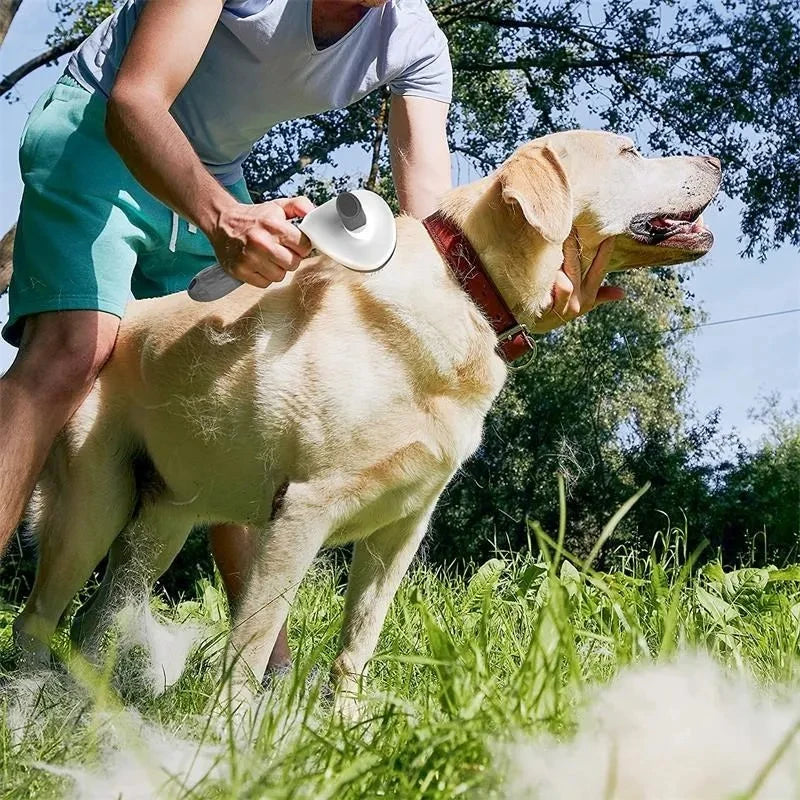 Self cleaning pet hair remover brush grooming a Labrador outdoors to remove loose fur and mats