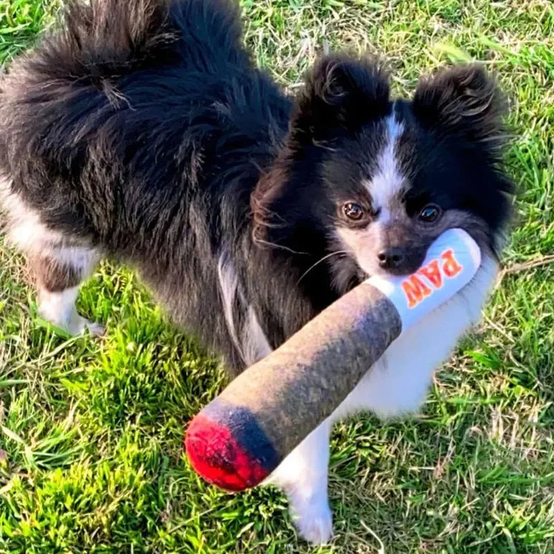 Small dog playing with plush squeaky dog toys in the grass, holding a cute stuffed toy for interactive fun