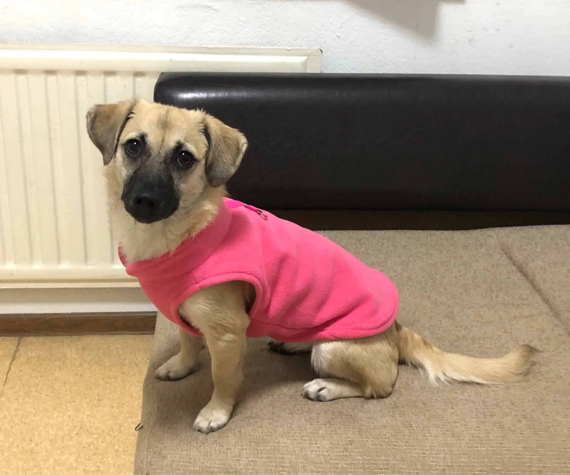 S8fb1cf34bbfa4942989c16c3bc316448x - bestdoggylife.shop