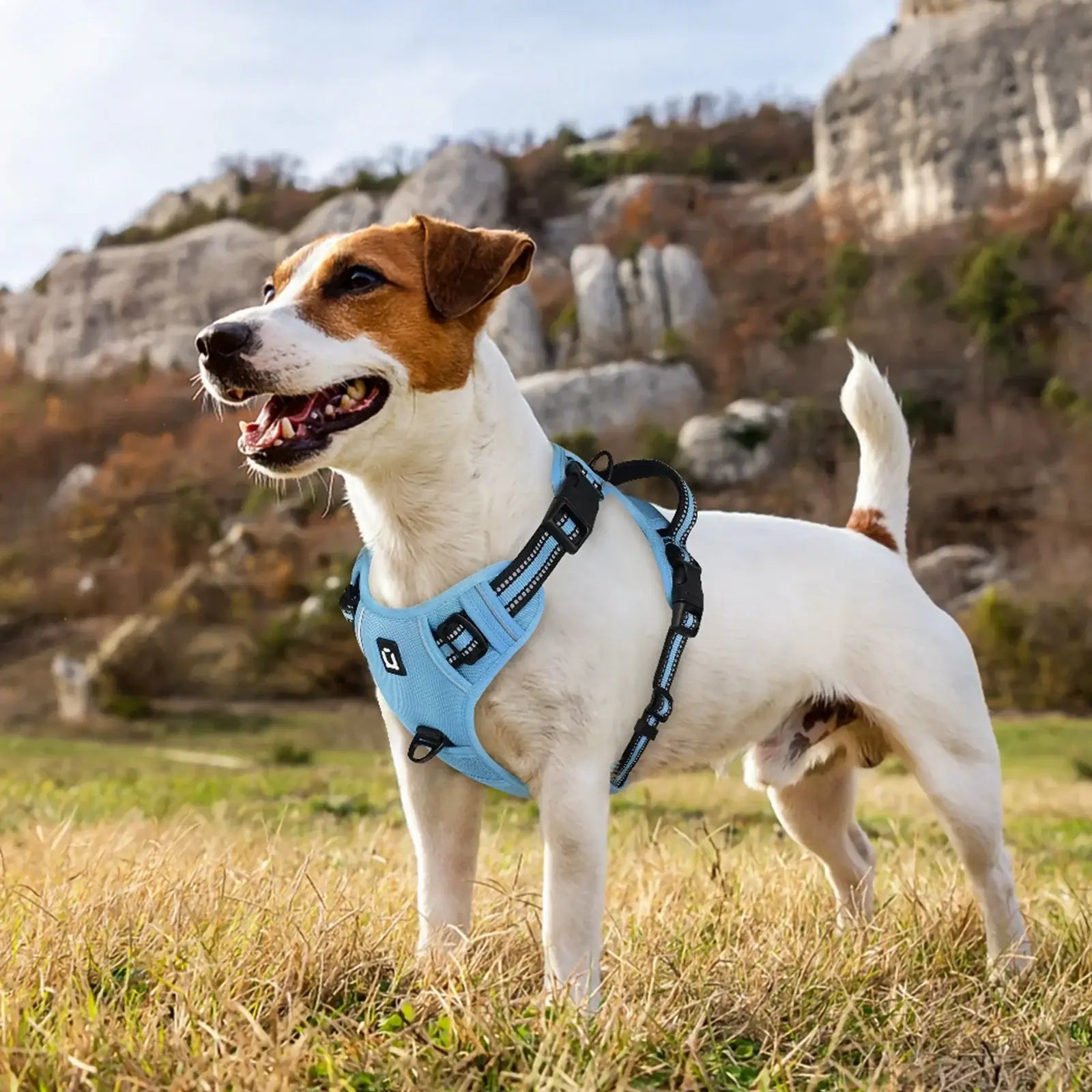 escape proof no pull dog harness and leash combo, reflective padded blue vest harness on a dog outdoors