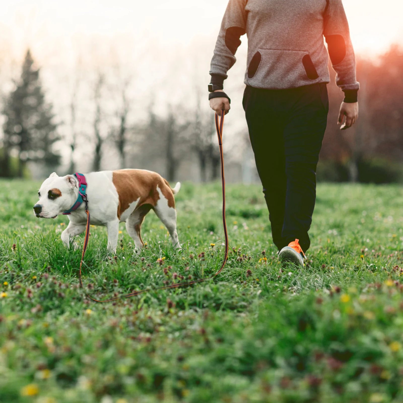 adjustable dog training leash for walking a medium dog outdoors on grass with handler