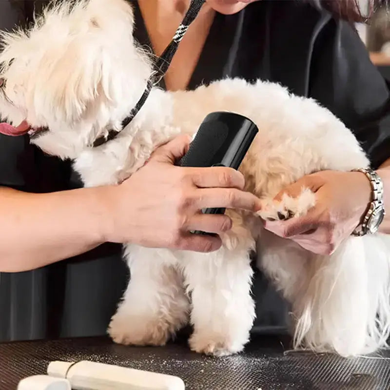 pet deshedding brush grooming a fluffy white dog to remove loose fur and keep coat shiny