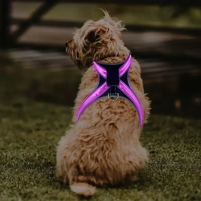LED dog harness glowing purple on a small dog for night safety, rechargeable flashing pet vest