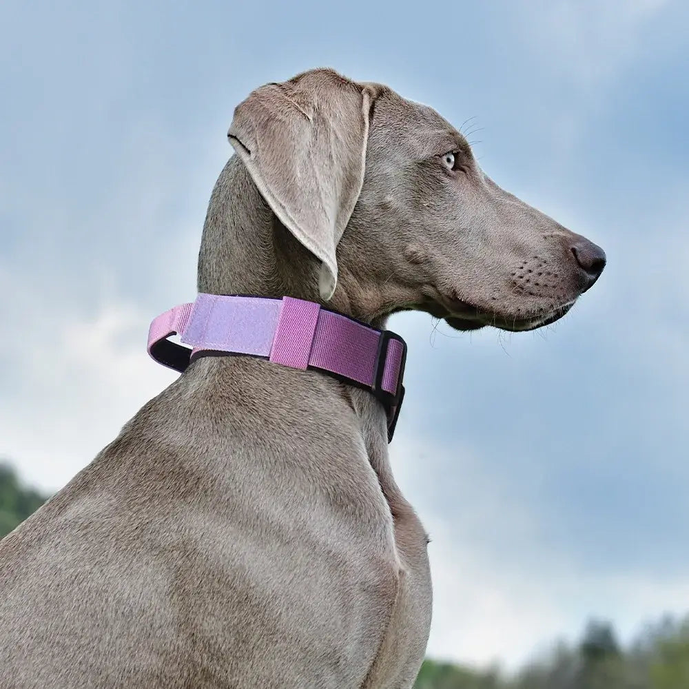 Gray dog wearing a tactical dog collar for medium to large dogs in pink, designed for training, comfort, and control