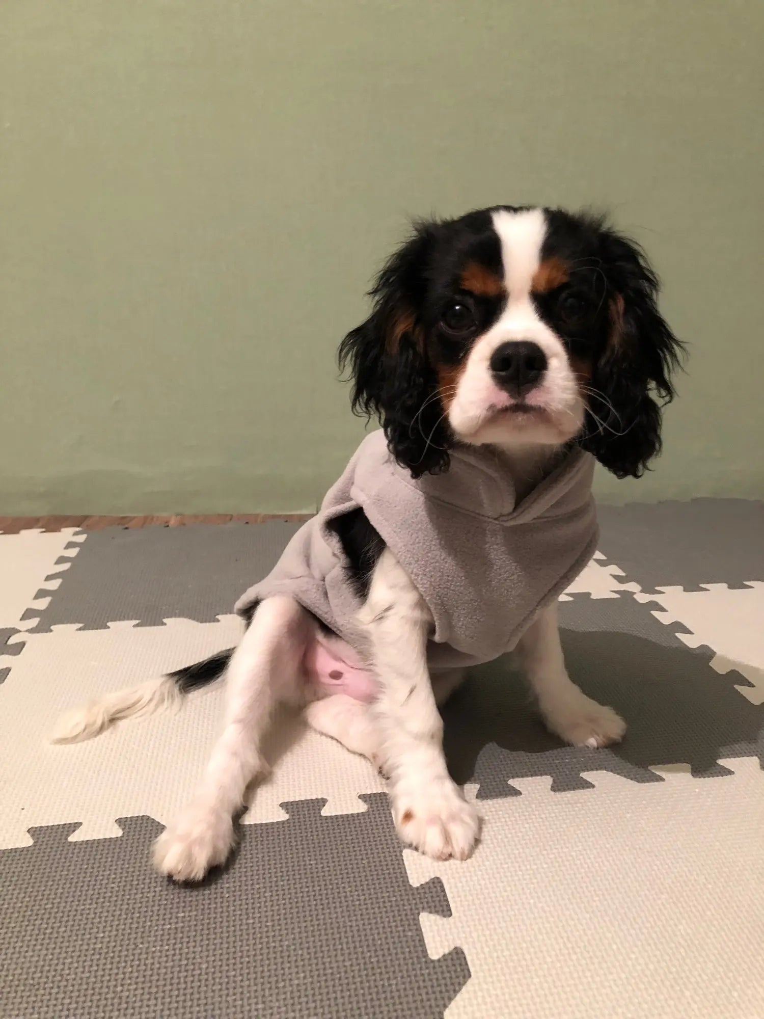 Sd4f9fb0d13d7441f9e8d94b685f39d792 - bestdoggylife.shop