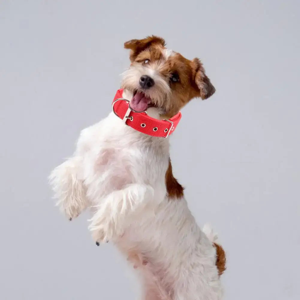 Small dog wearing adjustable nylon dog collar, red pet neck strap with traction ring for training and daily walks