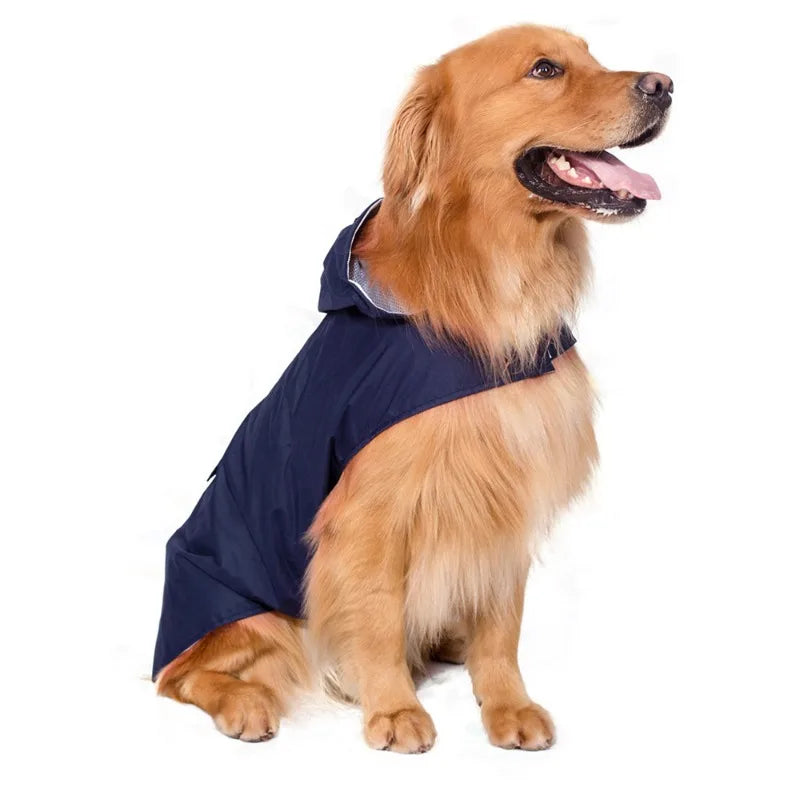 Golden retriever wearing navy blue dog raincoat, pet apparel on white background