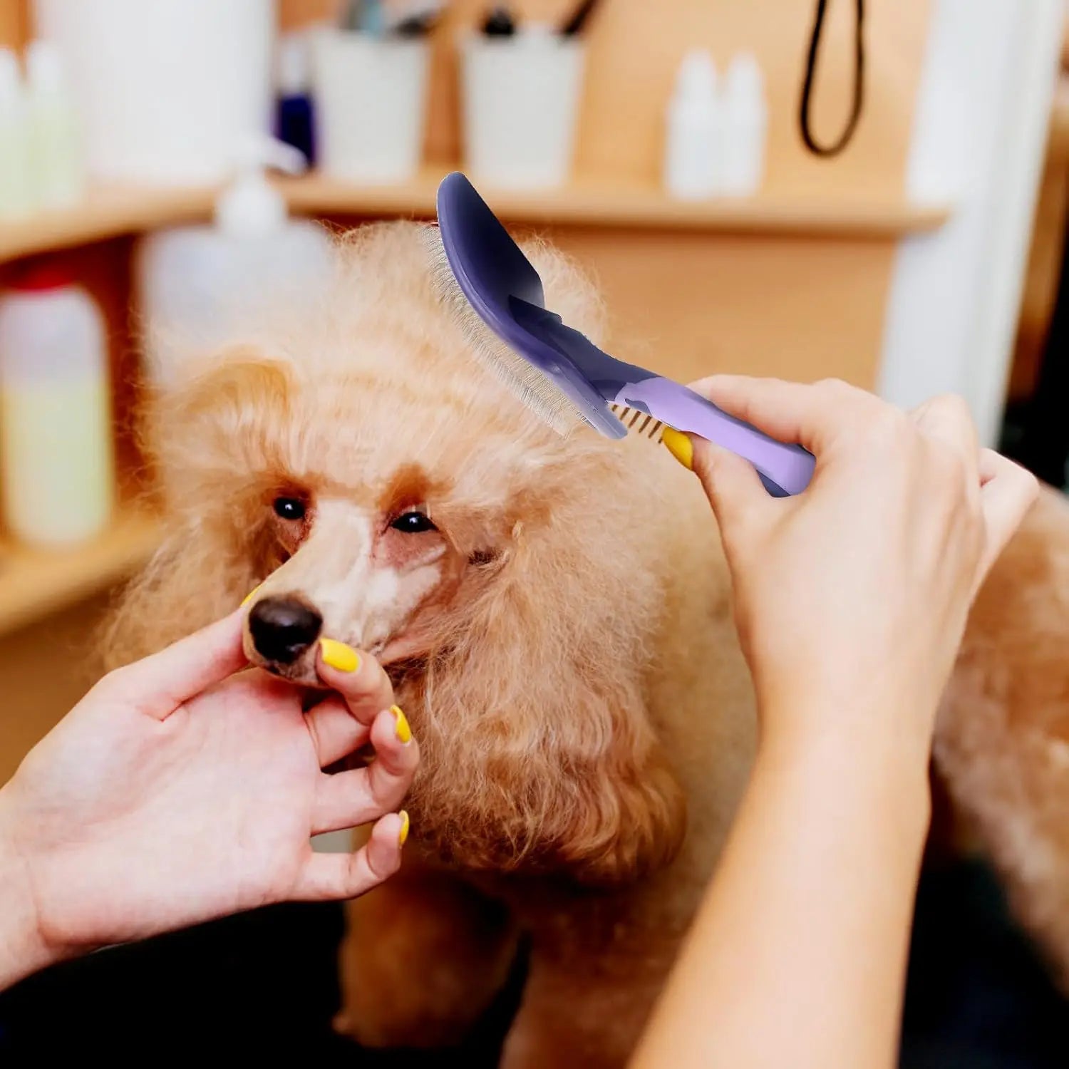 dog grooming brush for poodles detangling curly fur on a poodle during bathing and grooming