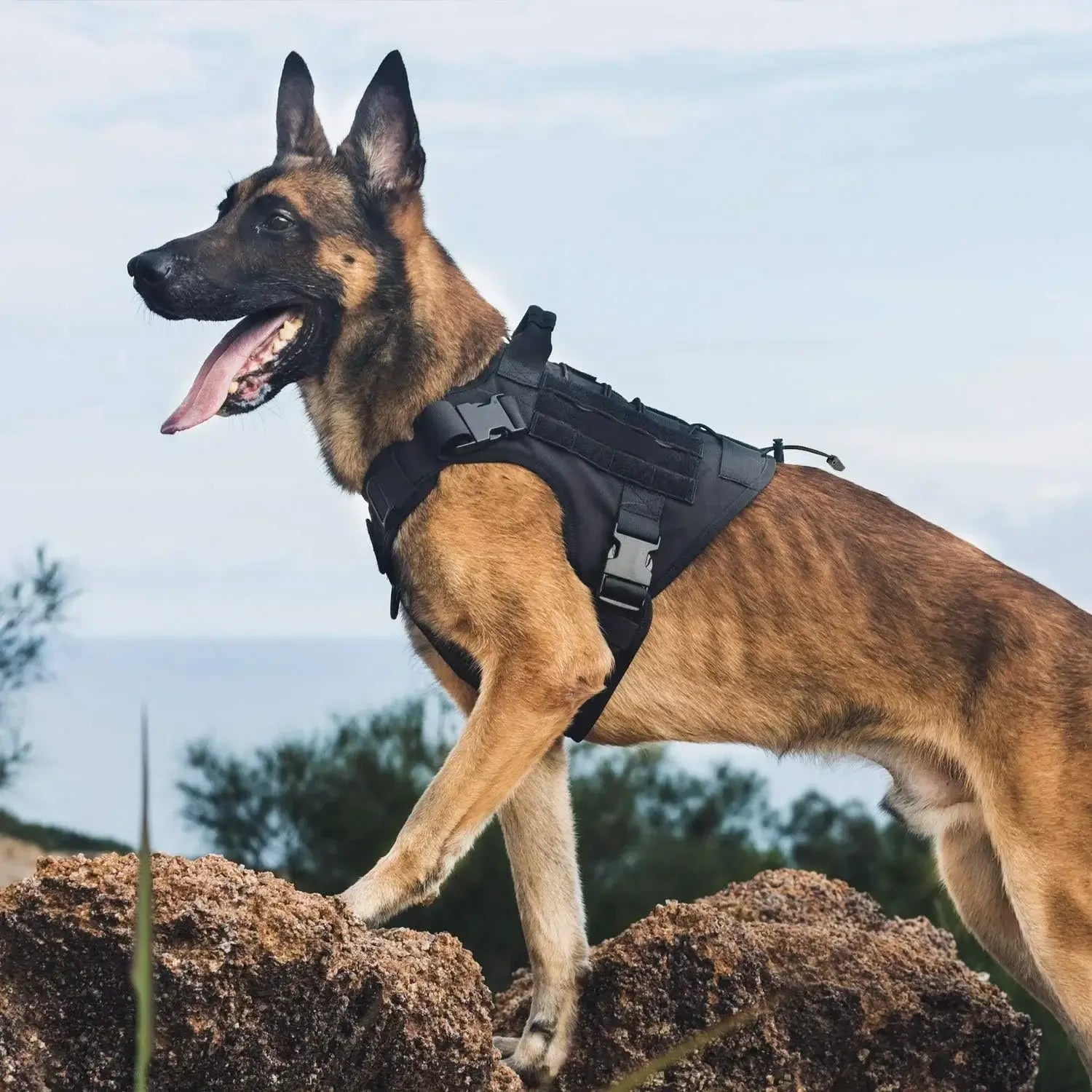 tactical dog harness with handle for a German Shepherd service dog wearing a black adjustable no-pull vest outdoors