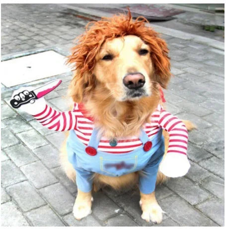 Golden retriever in funny striped costume with wig and toy prop, dog apparel photo