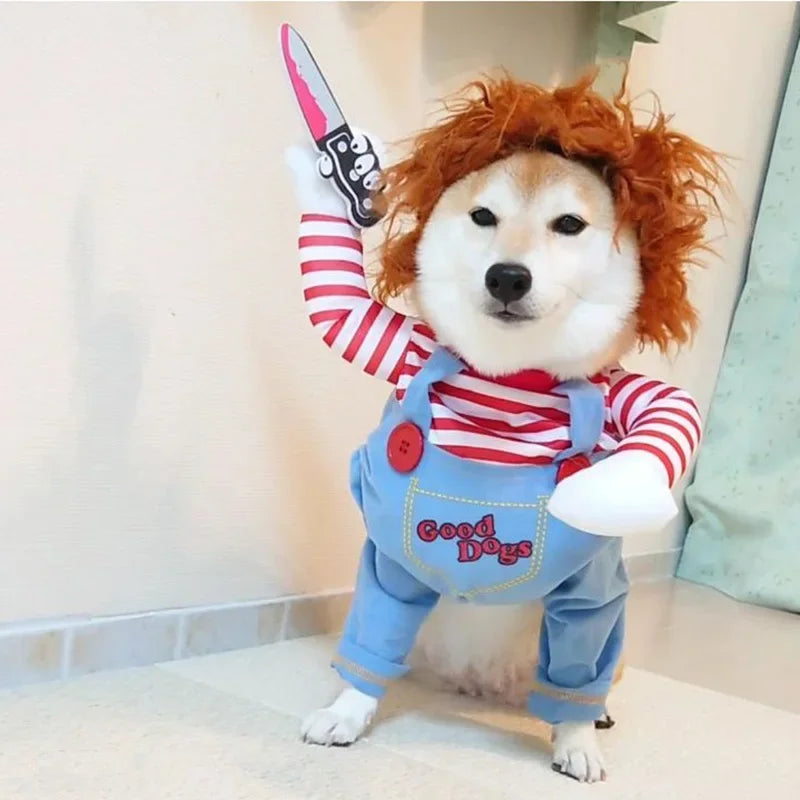 Shiba Inu dog in funny striped costume with red wig, blue overalls, holding toy knife