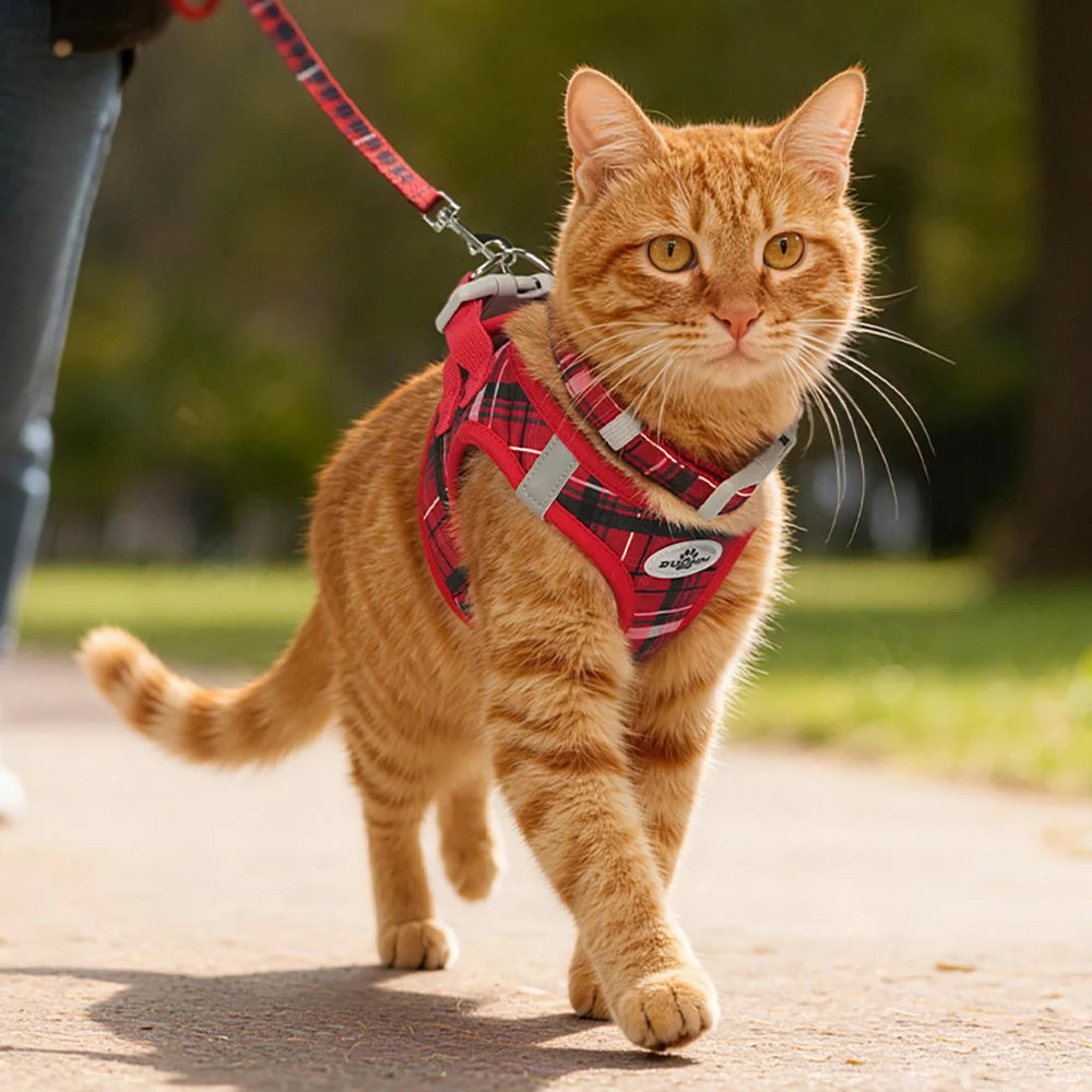 Plaid pet leash set for cats and dogs, red plaid harness and leash on an orange cat walking outdoors