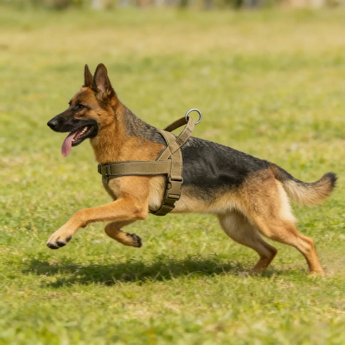 no-pull dog harness for large dogs on active German Shepherd with reflective heavy-duty padded adjustable vest