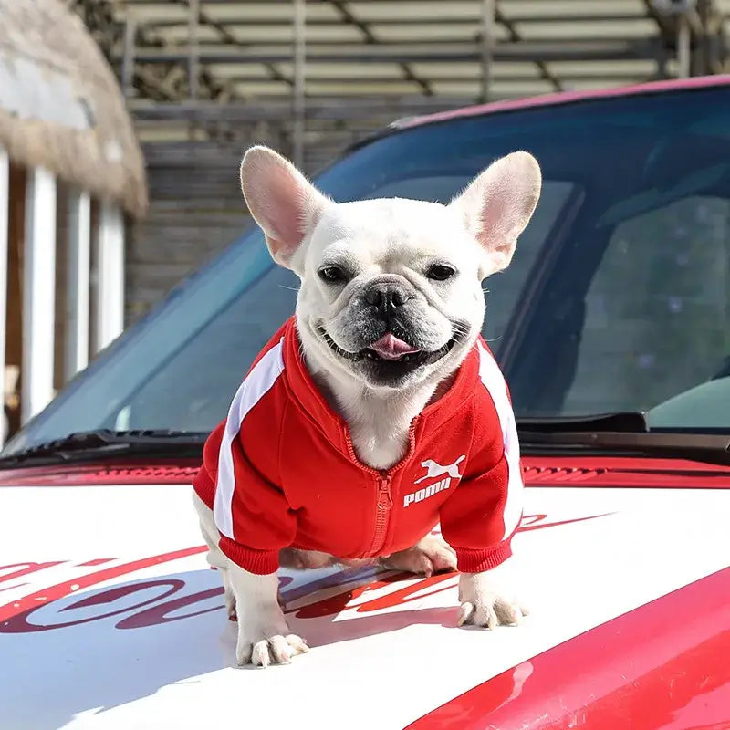 Small white French Bulldog wearing a red baseball dog jacket, standing on a car hood