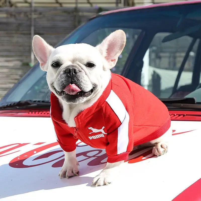 baseball dog jacket for small dogs, red sporty puppy vest for French Bulldog, Chihuahua, and Pug