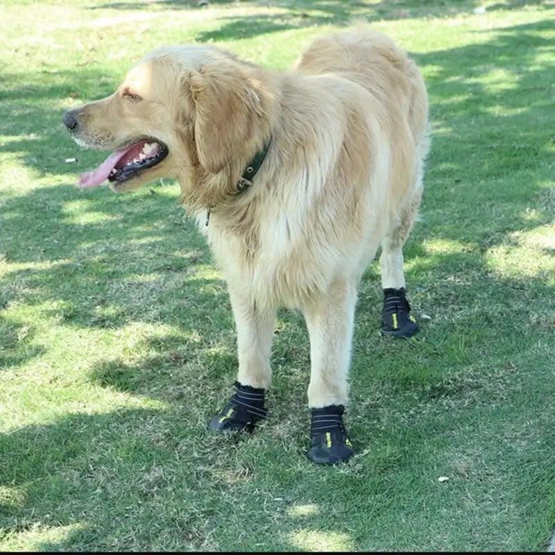 Golden retriever wearing waterproof dog boots for outdoor protection and anti-slip comfort on grass