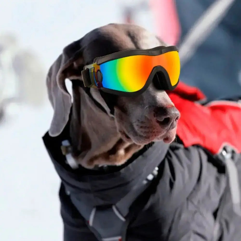 Dog wearing dog sunglasses with adjustable strap, windproof UV-resistant, anti-fog waterproof pet goggles for outdoor sports
