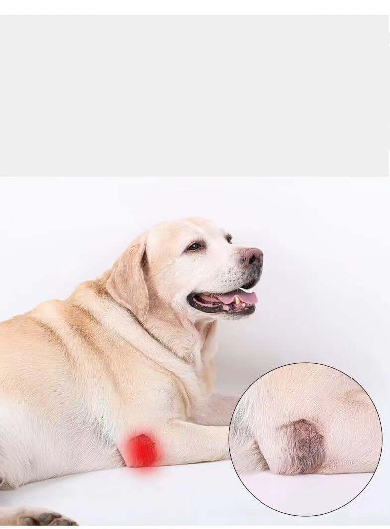 Dog with leg injury showing the need for a dog leg injury support brace for healing and protection.