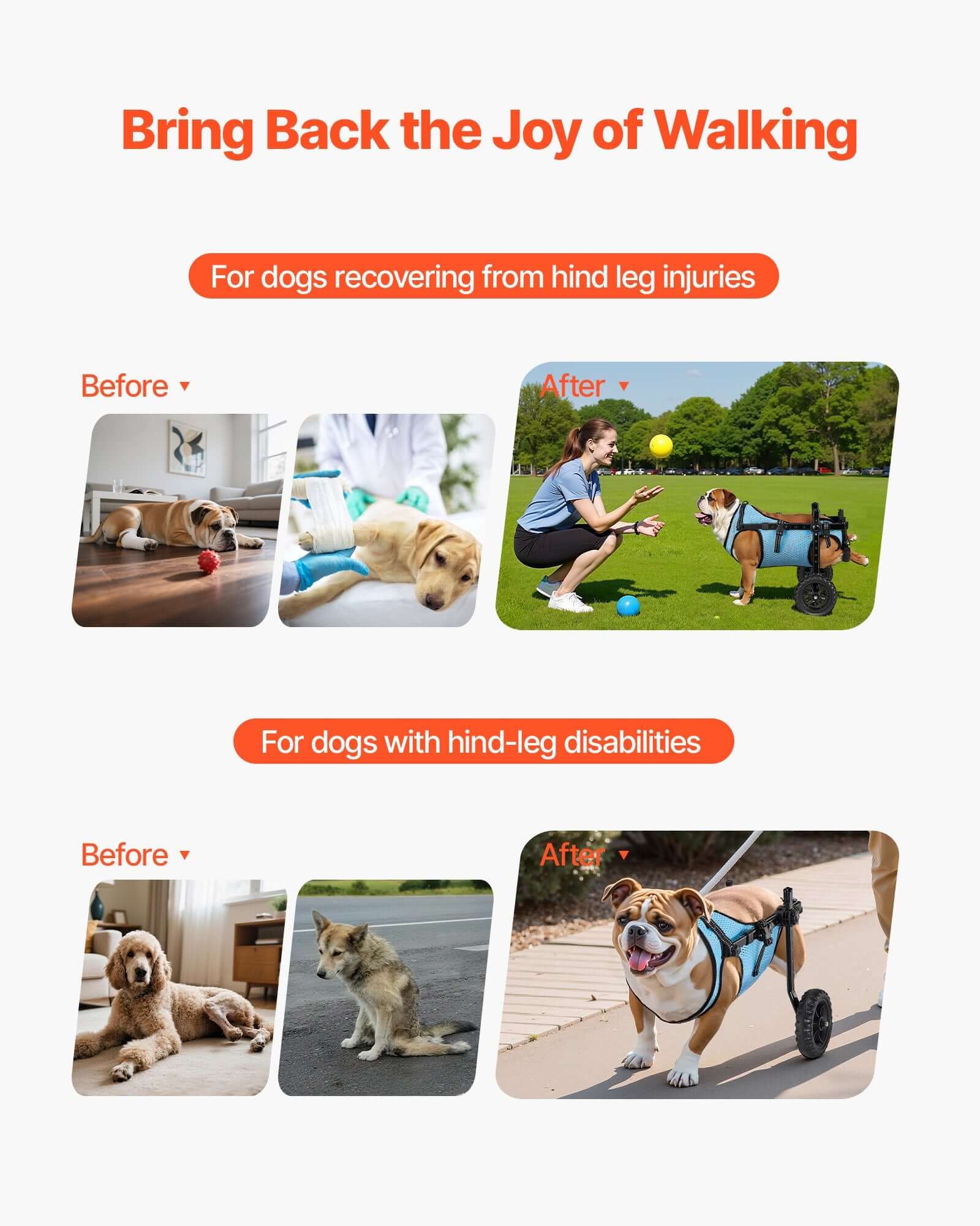 Before and after images showcasing dogs using an adjustable dog wheelchair for back legs for mobility recovery.