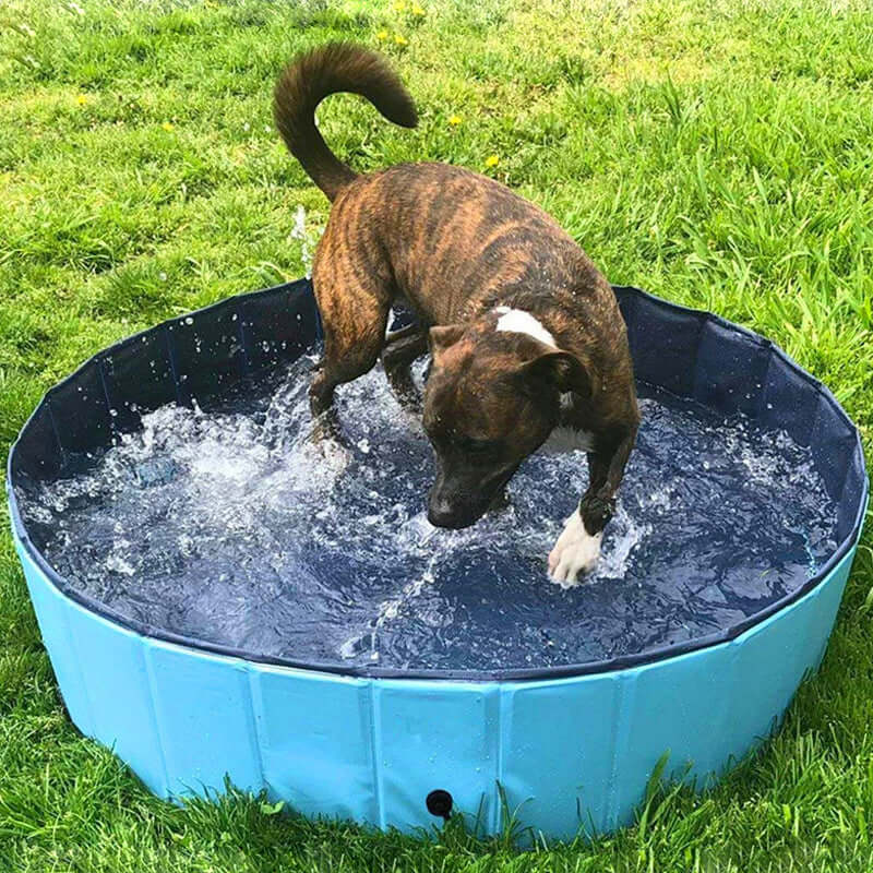 A dog splashing in a foldable dog swimming pool, perfect for outdoor fun during warm weather.