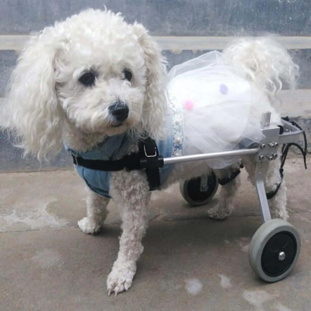 Dog in a stylish dress using an adjustable dog wheelchair for mobility assistance.