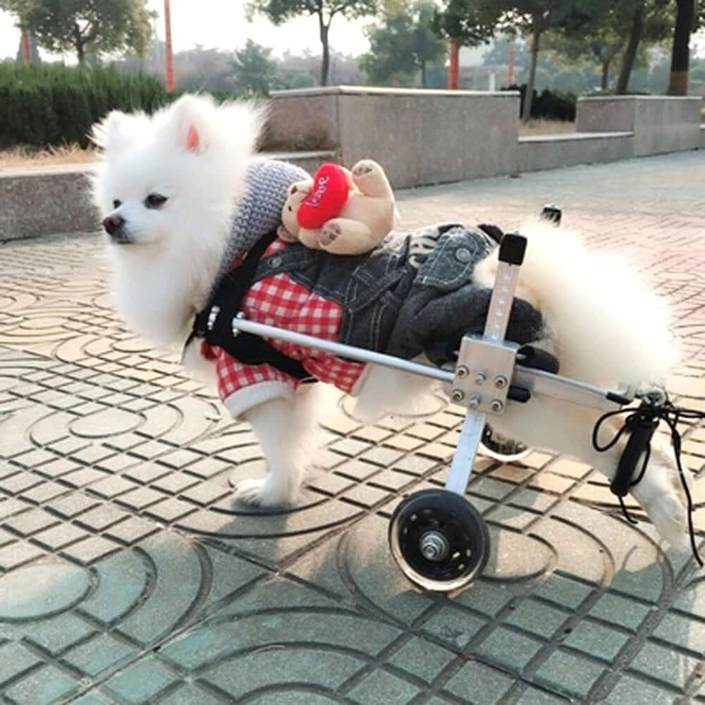 adjustable dog wheelchair for a small fluffy dog wearing a red checkered shirt and a plush toy backpack.