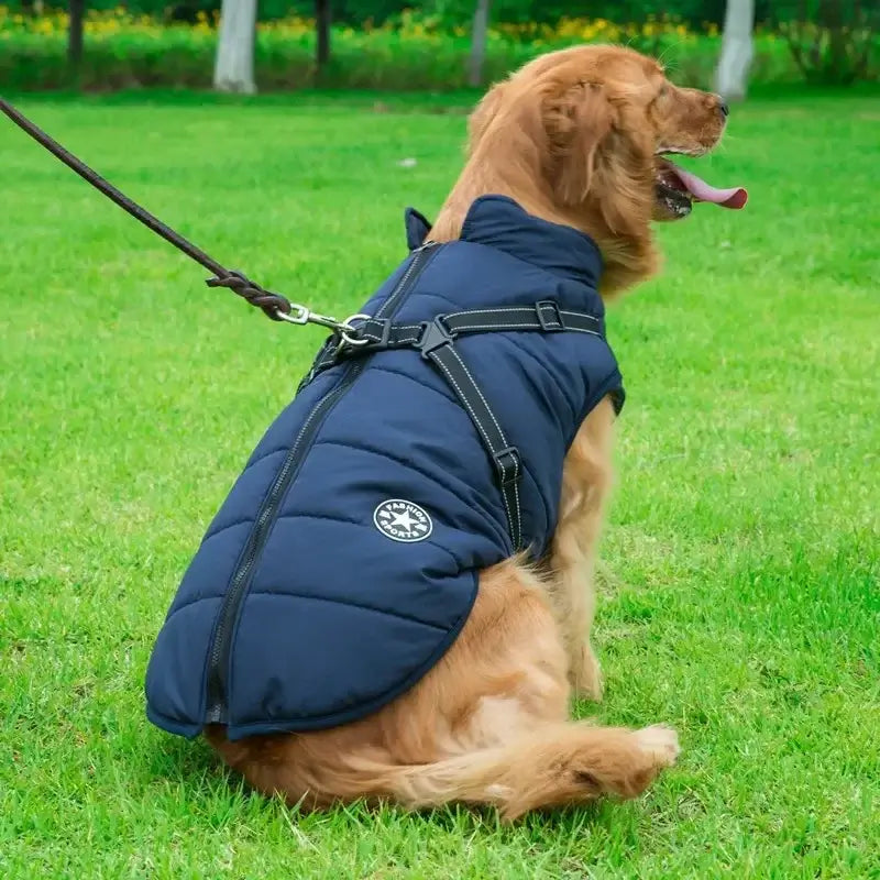golden retriever wearing waterproof dog winter jacket with harness on grass