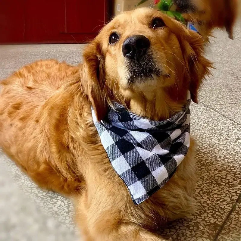 Plaid dog bandana scarf on a golden retriever, washable cotton pet accessory with black and white checkered triangle design