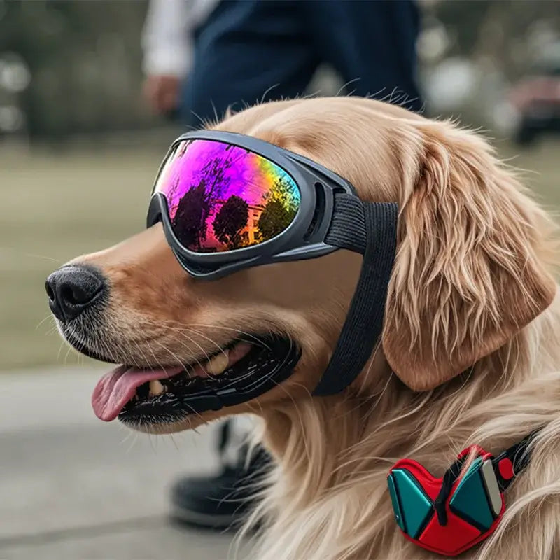 dog sunglasses on a golden retriever, UV protective pet eyewear for outdoor sun and wind protection